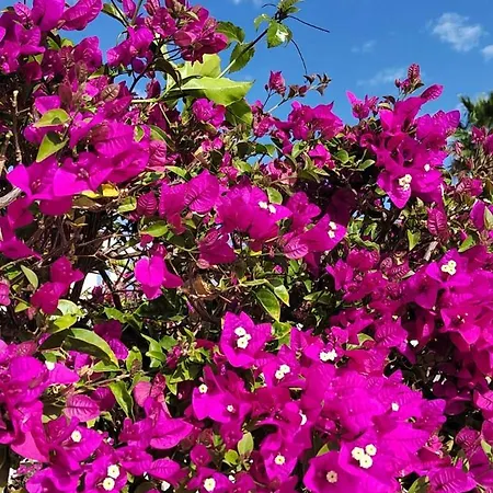 Tatil Evi Casa Gilda *