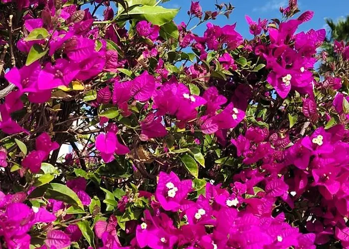 Tatil Evi Casa Gilda *